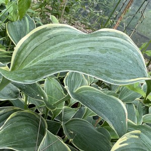 Funkia (Hosta) Arc De Triomphe sadzonka