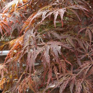 Klon palmowy szczepiony (Acer palm.) Emma c3 100-120cm