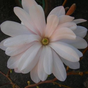 Magnolia gwiaździsta (Magnolia stellata) Rosea c2 50-70 cm