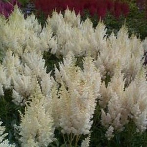 Tawułka japońska (Astilbe japonica) Deutschland c2