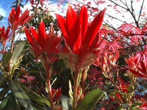 pieris kwiecisty - Pieris floribunda Forest Flame 15-20cm