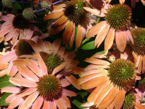 jeżówka purpurowa - Echinacea Indian Summer