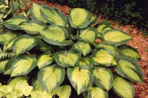 Funkia - (Hosta) Paradigm