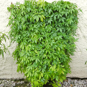 Jiaogulan (Gynostemma pentaphyllum) zioło sadzonka