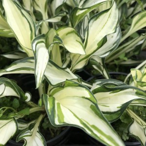 Funkia (Hosta) Fireworks sadzonka