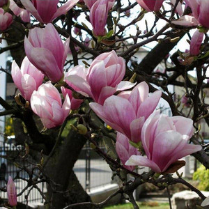 Magnolia pośrednia (Magnolia soulangeana) c3 80cm 