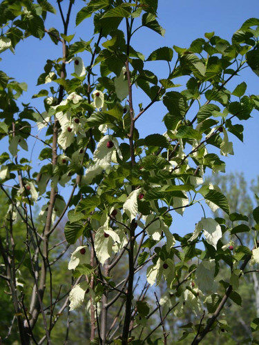 Dawidia chińska Davidia var. Vilmorina - drzewo chusteczkowe c5 150-180cm 4