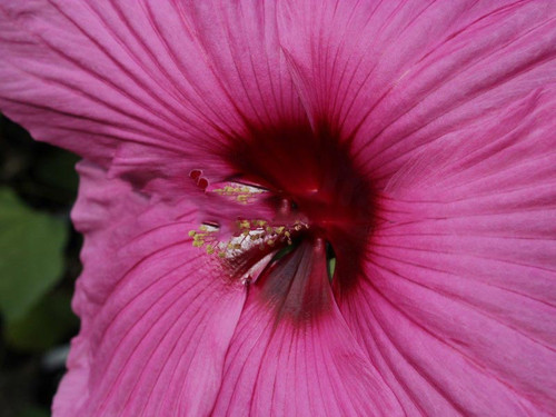 Hibiskus bylinowy (Hibiscus) Royal Gems sadzonka 4