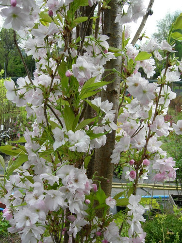 wiśnia piłkowana - Prunus serrulata  Amanogawa 60-70 cm 1