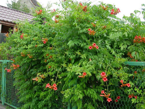 Milin amerykański (Campsis) Flamenco - roślina pnąca 80-100cm 3