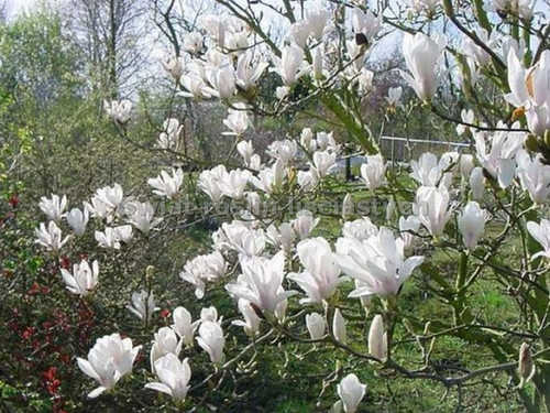 Magnolia pośrednia (Magnolia soulangeana) Alba Superba c12 90-150m 2
