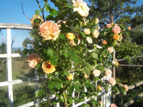 Róża pnąca pachnąca pomarańczowo-różowa Alchymist c2 100-130cm 3
