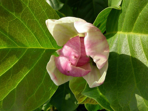Magnolia pośrednia (Magnolia soulangeana) Satisfaction rewelacyjna c5 60-80 cm 5