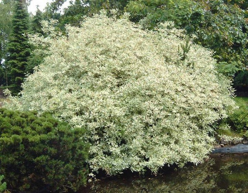 Dereń biały (Cornus alba) Elegantissima c2 80-100cm 4