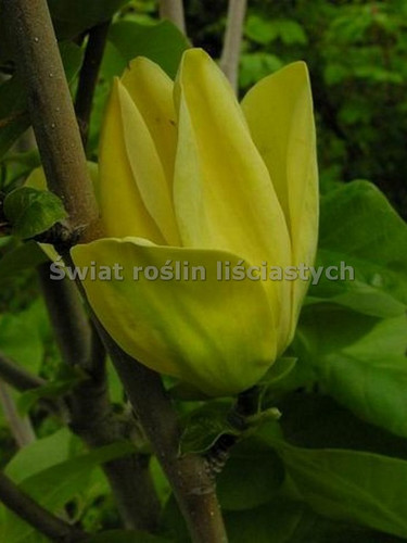 Magnolia Yellow Bird c12 130-150cm 2