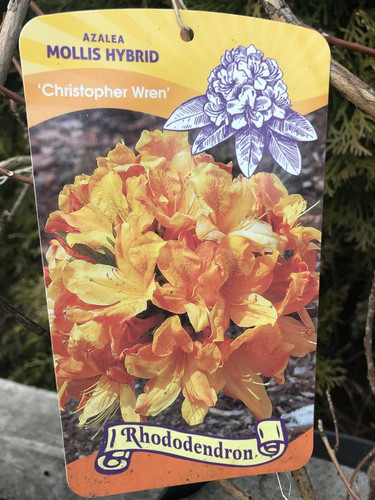 Azalia wielkokwiatowa Christopher Wren c3 50-55cm 1