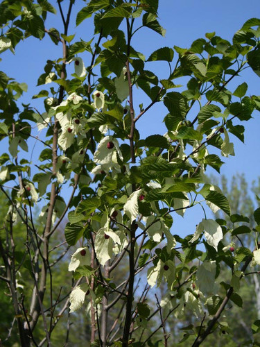 Dawidia chińska Davidia var. Vilmorina - drzewo chusteczkowe c5 120-150cm 4