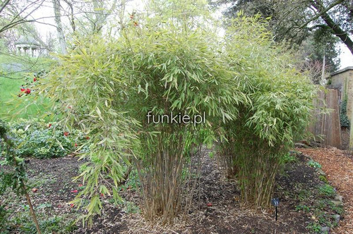 Bambus mrozoodporny (Fargesia nitida) Fargezja lśniąca c3 80-100cm 1