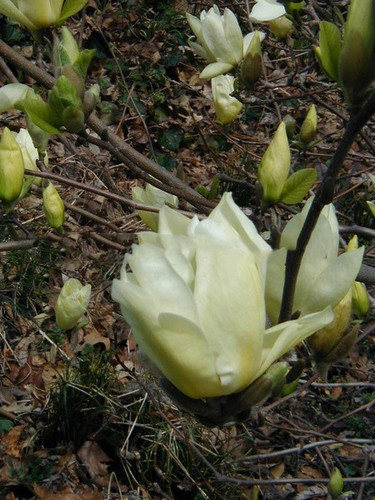 Magnolia Elizabeth - żółty rarytas c5 30-60 cm 5