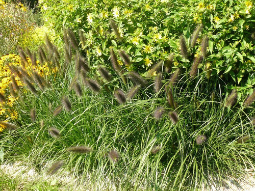 Trawa rozplenica japońska (Pennisetum) piórkówka Viridescens sadzonka 1