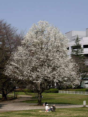 Magnolia japońska (Magnolia kobus) c4 50-70cm 4