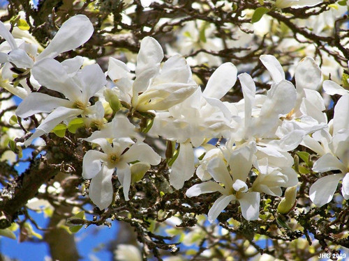 Magnolia japońska (Magnolia kobus) c4 50-70cm 1
