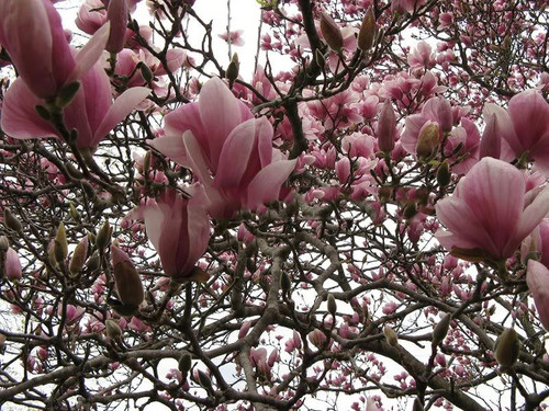 Magnolia pośrednia (Magnolia soulangeana) Satisfaction rewelacyjna c5 60-80 cm 1