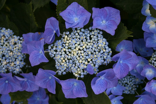 Hortensja ogrodowa (Hydrangea) Blue Sky chabrowa c3 40-60cm 3