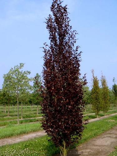 Buk czerwonolistny kolumnowy (Fagus sylvatica) Dawyck Purple c4 70-90cm 5