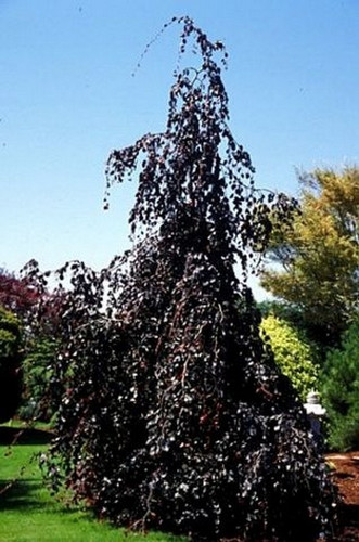 Buk kolumnowy czerwonolist. (Fagus sylvatica) Purple Fountain c3 120-150cm 3