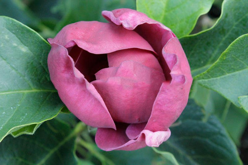 Magnolia Genie - powtarza kwitnienie c5 100-130 cm 5