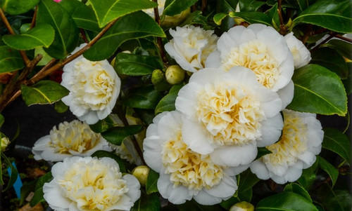 Kamelia japońska (Camellia japonica) Brushfield Yellow sadzonka c2 80-100cm 3