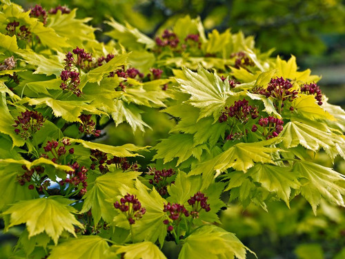 Klon Shirasawy (Acer shirasawum) Aureum c7,5 60-90 cm 1