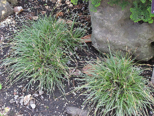 Turzyca stożkowata (Carex conica) Snowline sadzonka 4