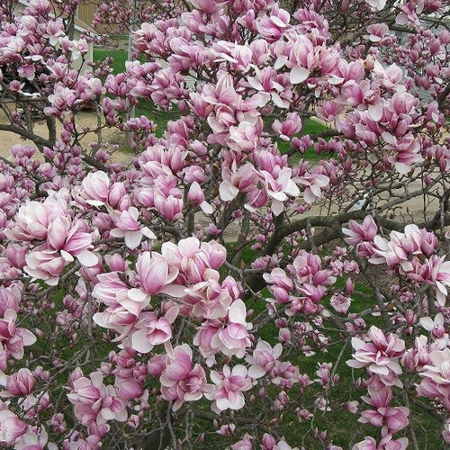 Magnolia pośrednia (Magnolia soulangeana) Satisfaction rewelacyjna c3 170-200 cm