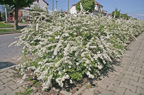 Tawuła szara (Spiraea cinera) Grefsheim 50-70cm sadzonka 8