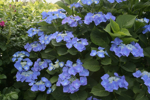 Hortensja ogrodowa (Hydrangea) Blue Sky chabrowa c3 40-60cm 2