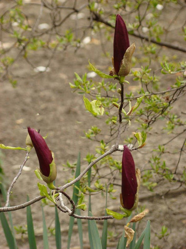 Magnolia purpurowa Nigra c2 70-90cm 7