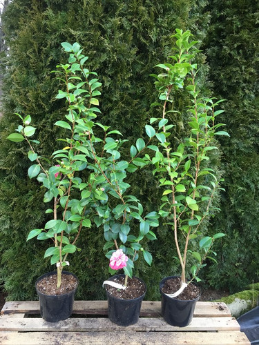 Kamelia japońska (Camellia japonica) Tiffany c4 120-150cm 4
