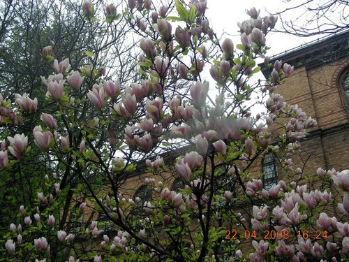 Magnolia pośrednia (Magnolia soulangeana) Amabilis c3 100-130cm 6