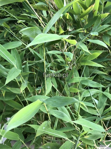 Bambus krzewiasty, paraslowaty (Fargesia murielae) Blue Lizard c7,5 70-100cm 1