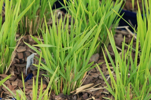 Proso rózgowate (Panicum virgatum) Northwind sadzonka 4