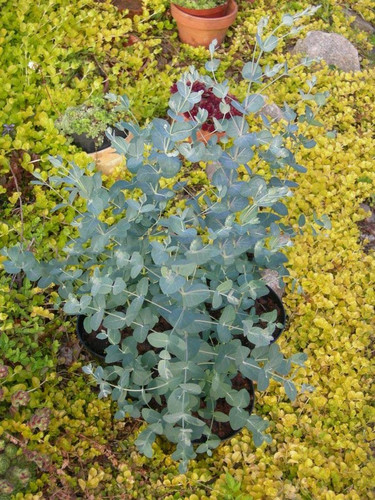 Eukaliptus niebieski (Eukaliptus gunnii) sadzonka 80-100cm 6