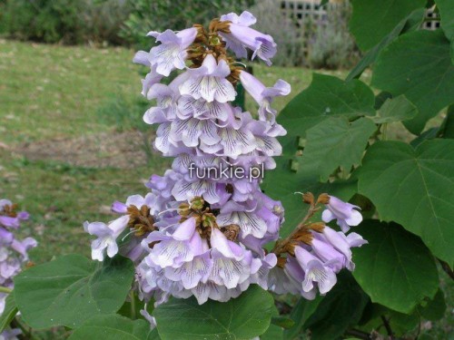 paulownia - cesarskie drzewko szczęścia  200 cm