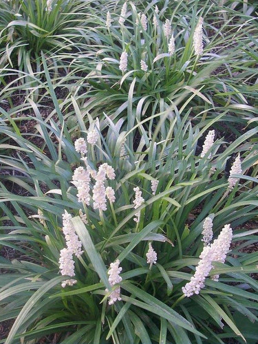 Liriope szafirkowe (Liriope muscari) Monroe White sadzonka 2