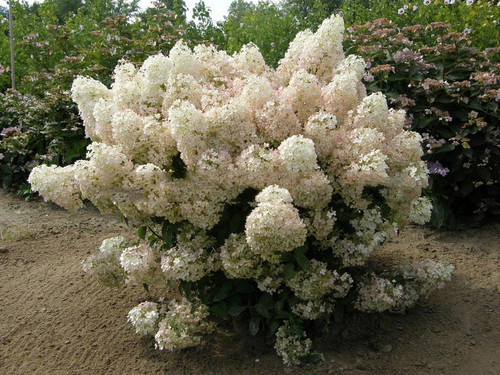 Hortensja bukietowa na pniu (Hydrangea) Bobo c5 100-110cm 2