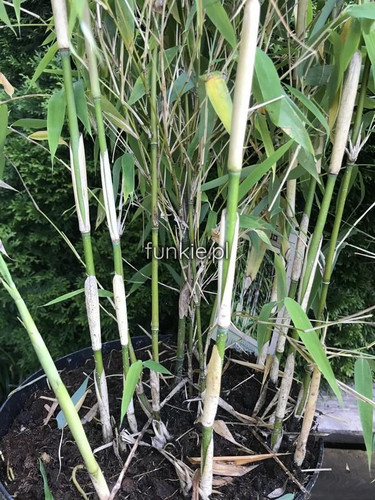 Bambus krzewiasty, paraslowaty (Fargesia murielae) Ivory Ibis c7,5 90-120cm 5
