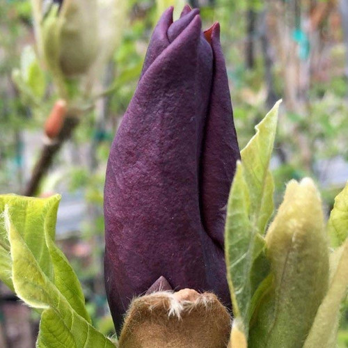 Magnolia denudata Black Beauty c5 60-80cm