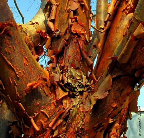 Klon strzępiastokory, cynamonowy (Acer griseum) c4 90-100cm  7