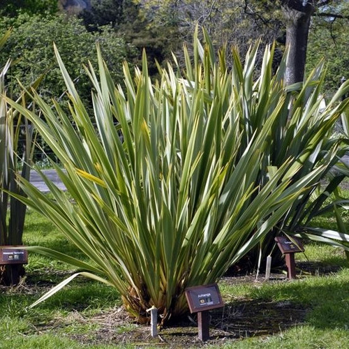 Len nowozelandzki, tęgosz mocny (Phormium tenax) zielonolistny sadzonka